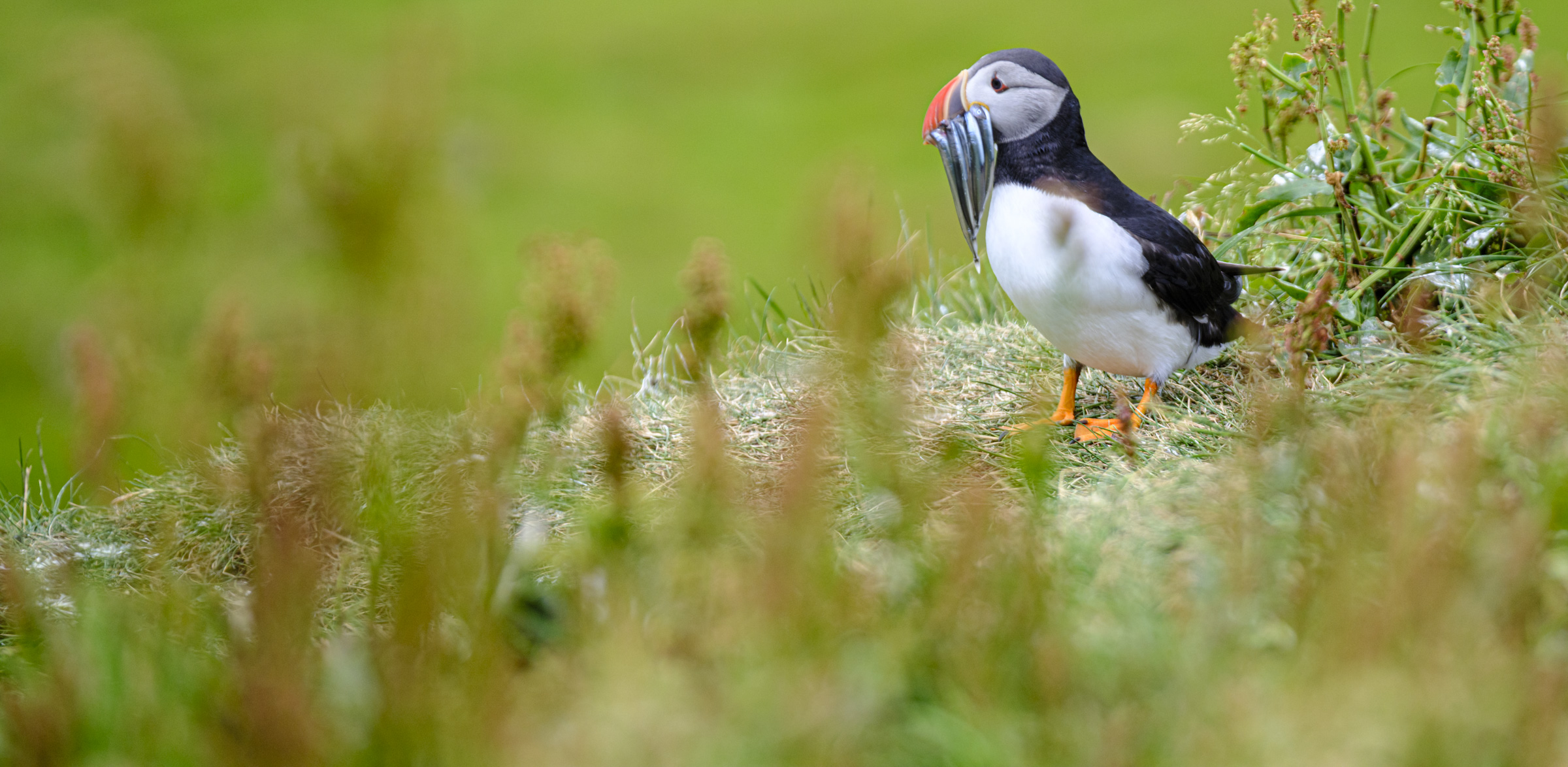 A puffin on a cliffside in the Faroe Islands