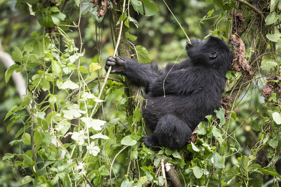 Wildlife in Uganda